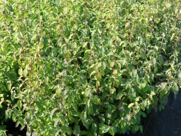 Lonicera Sweet Caroline 1