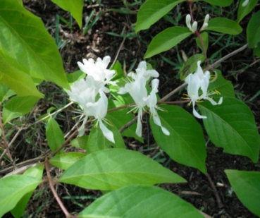 Lonicera maackii 1