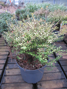 Lonicera nitida Twiggy 2