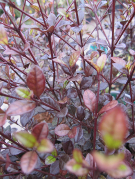 Lophomyrtus x ralphii Purpurea 1