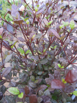 Preview: Schopfmyrthe Purpurea Nana 2
