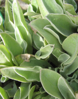 Preview: Lychnis caronaria 2
