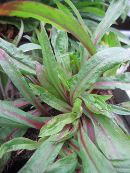 Preview: Kuckuckslichtnelke 2