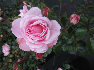 Maerchenrose Home and Garden 1