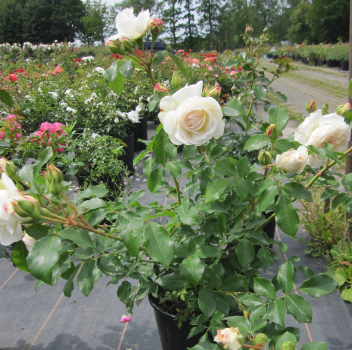 Preview: Märchenrose Kosmos Brindisi 3