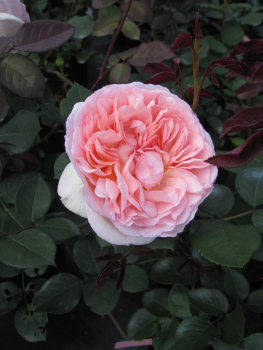 Maerchenrose Maerchenzauber 1