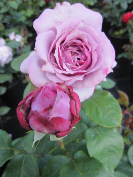 Maerchenrose Novalis 1