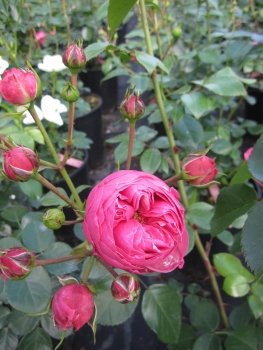 Maerchenrose Pomponella 2
