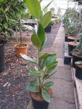 Magnolia grandiflora Francois Tryve1