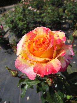 Rosa Camille Pissarro 1
