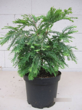 Metasequoia glyptostroboides Schirrmanns Nordlicht 1