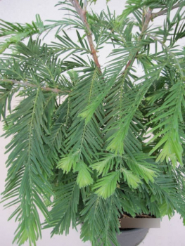 Preview: Metasequoia glyptostroboides Schirrmanns Nordlicht 2