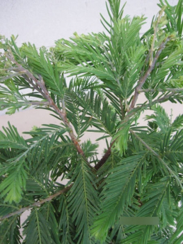 Preview: Metasequoia glyptostroboides Schirrmanns Nordlicht 3