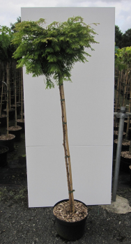 Preview: Hochstamm Chinesisches Rotholz Matthaei 3