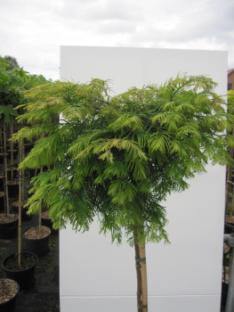 Preview: Hochstamm Chinesisches Rotholz Matthaei 2