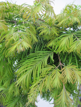 Hochstamm Chinesisches Rotholz Matthaei 1