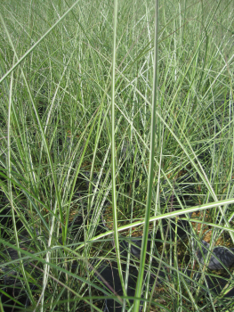 Preview: Chinaschilf Dread Locks 2