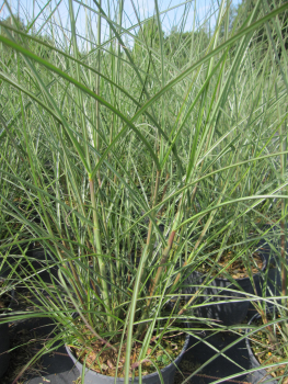 Chinaschilf Dread Locks 1