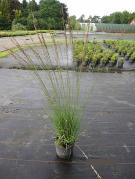 Molinia arundinacea Windspiel2