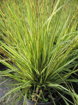 Gestreiftes Moor Pfeifengras Variegata 1