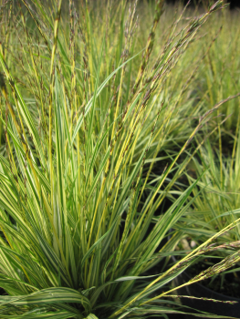 Gestreiftes Moor Pfeifengras Variegata 2