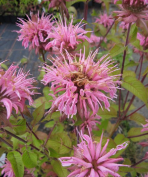 Preview: Flammenblume Croftway Pink 2