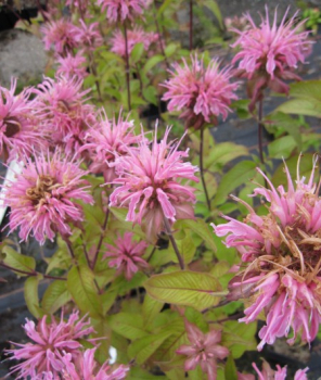 Flammenblume Croftway Pink 1