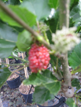 Preview: Hochstamm Zwerg-Maulbeere Mojo Berry 2