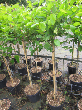 Preview: Hochstamm Zwerg-Maulbeere Mojo Berry 3