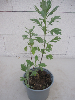 Moxakraut 1