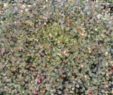 Teppich Drahtstrauch 1