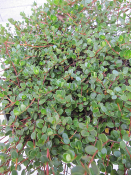 Myrteola nummularia 2