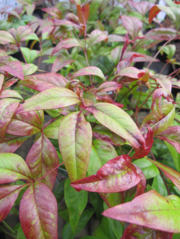 Nandina domestica Blush Pink 1