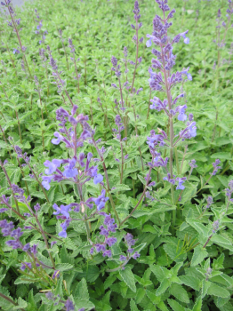 Nepeta x faassenii Junior Walker 2