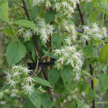 Neviusia alabamensis