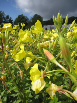 Oenothera biennis 2