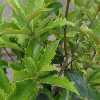 Osmanthus armatus 1