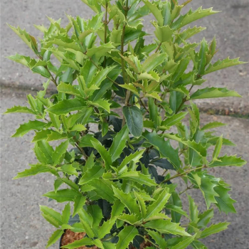 Osmanthus armatus 2