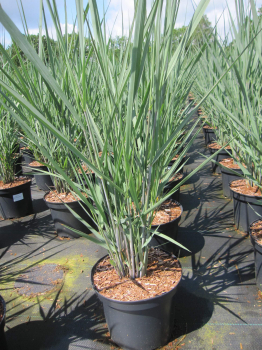 Panicum virgatum Blue Fountain 3