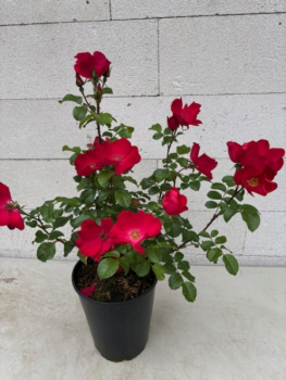 Parkrose Robusta 5