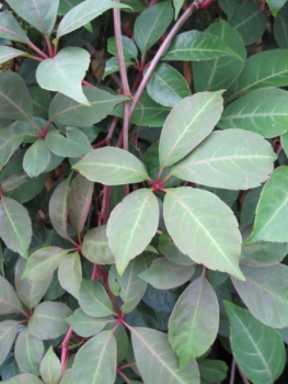 Parthenocissus Henryana 1