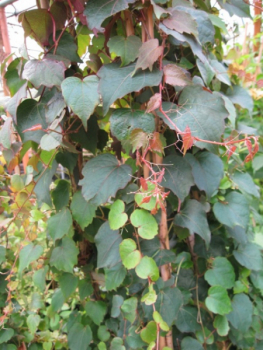 Parthenocissus tricuspidata Veitchii 1