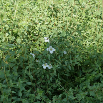 Philadelphus microphyllus