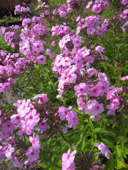 Preview: Großblättriger Phlox Winnetou - Phlox amplifolia - Flammenblume