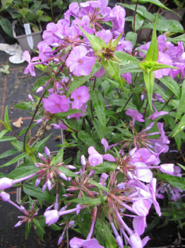 Phlox maculata Rosalinde 2