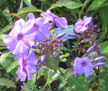 Preview: Hohe Flammenblume Blue Paradies 2