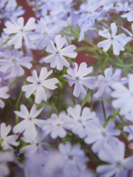 Phlox subulata Emerald Cushion Blue 1