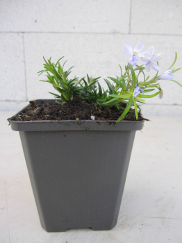 Phlox subulata Emerald Cushion Blue 2