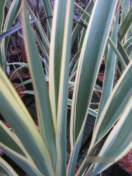 Phormium tenax Wings of Gold 2