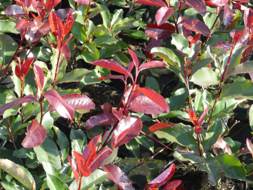 Photinia fraseri Camilvy